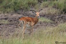 IMG 8077-Kenya, gazelle is showing us their tongue, Masai Mara